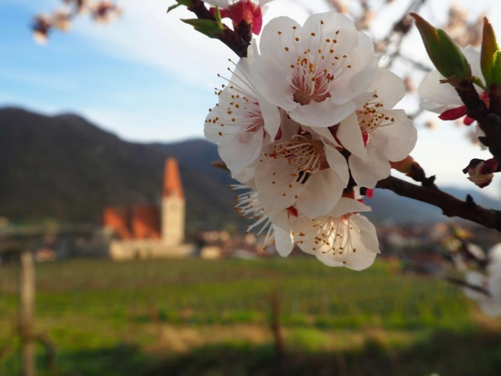 Gaestehaus Haiminger Ehemalig Schmelz Weißenkirchen in der Wachau Buitenkant foto